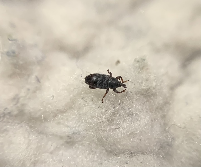 Tychius cuprifer - rezesbarna tímárormányos
