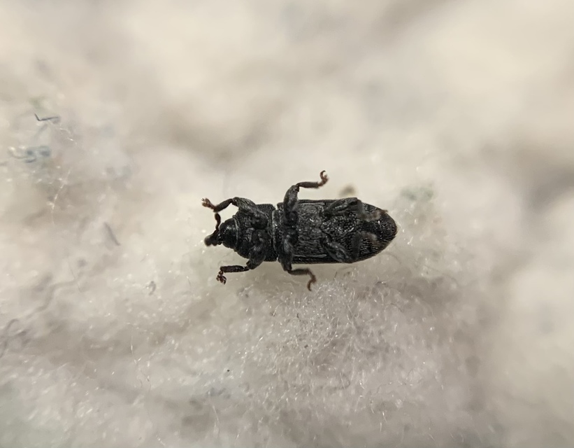 Mecinus pyraster - szélesnyakú útifűormányos