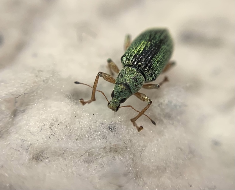 Polydrusus formosus - selymes lombormányos