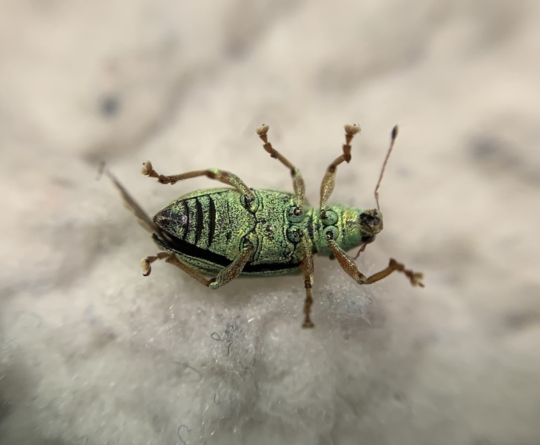 Polydrusus formosus - selymes lombormányos