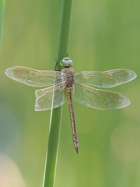 Anax parthenope - barna óriásacsa