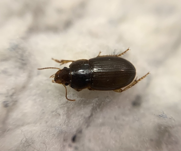 Harpalus picipennis - apró lomhafutó