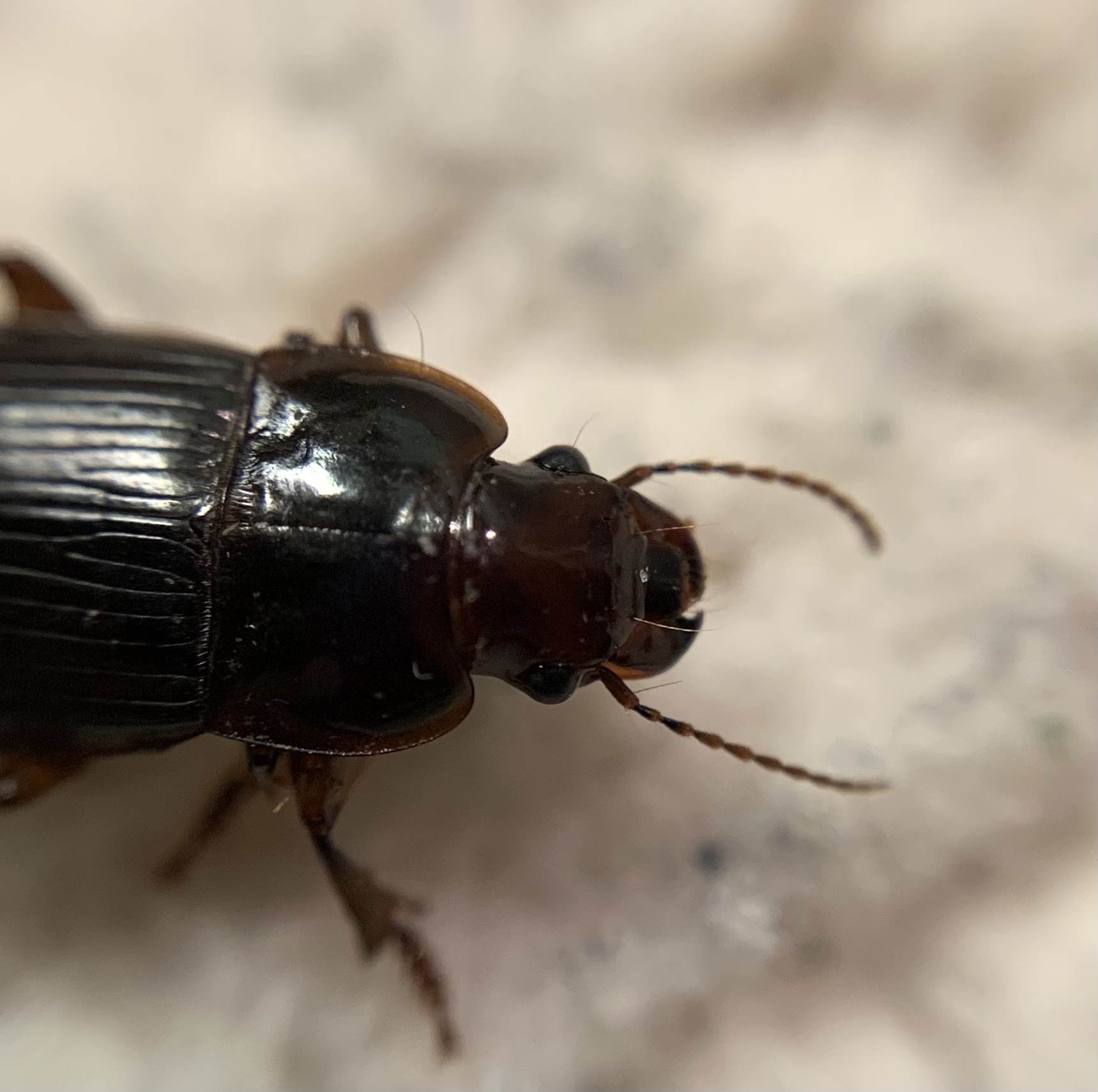 Harpalus hirtipes - sarkantyús lomhafutó