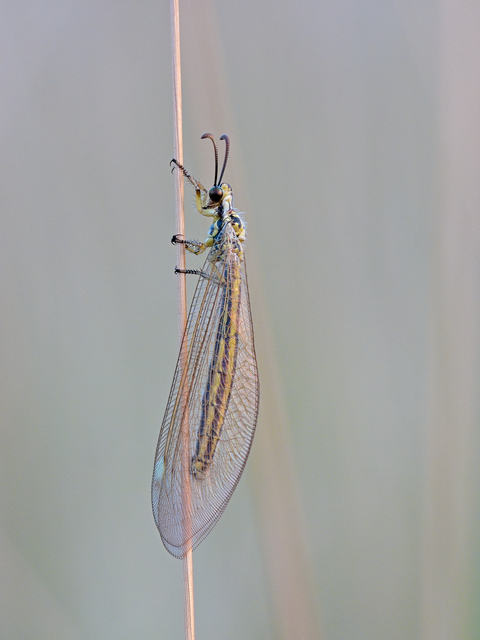 Myrmecaelurus trigrammus - hangyafarkas