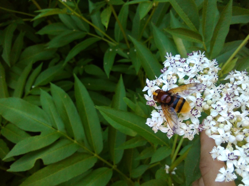 Volucella zonaria - kétöves pihelégy