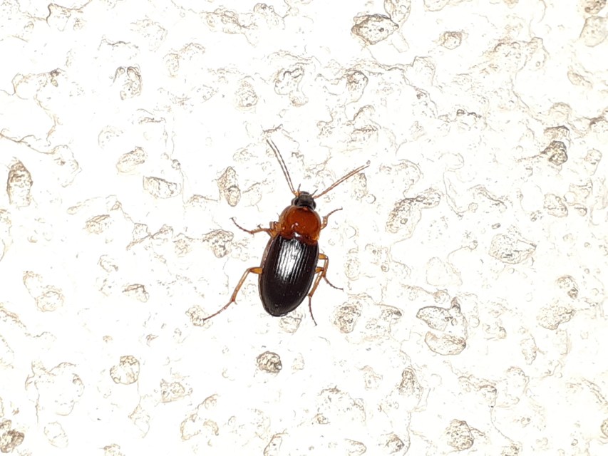 Calathus melanocephalus - vörösnyakú tarfutó Calathus melanocephalus - vörösnyakú tarfutó