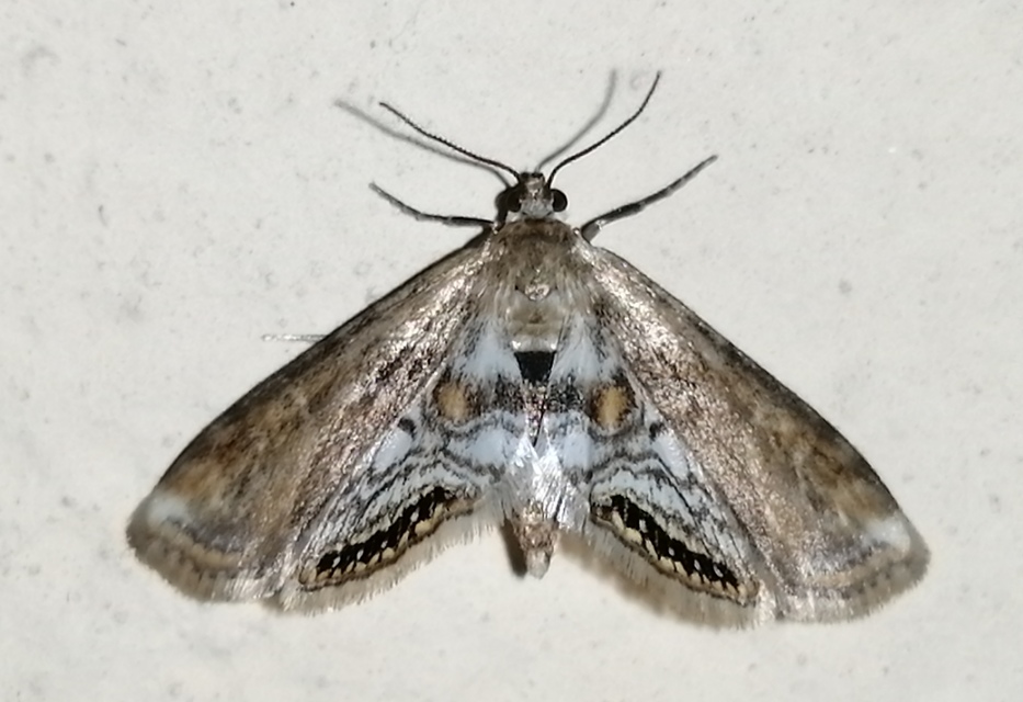 Cataclysta lemnata - békalencsemoly