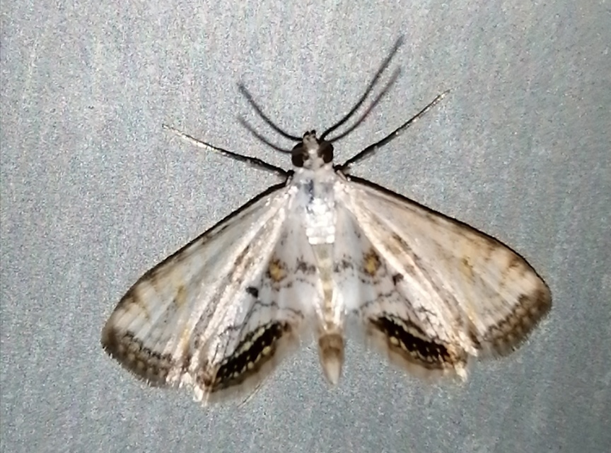Cataclysta lemnata - békalencsemoly