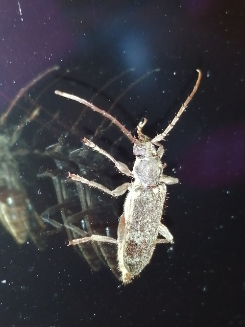 Trichoferus campestris - szállóvendég éjicincér