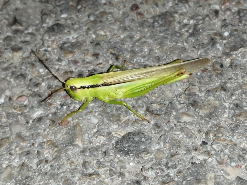 Mecostethus parapleurus - hagymazöld sáska