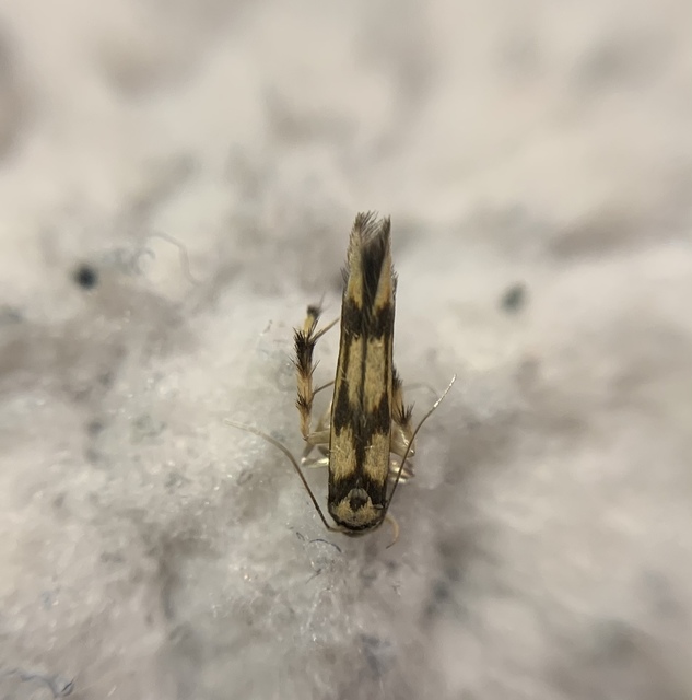 Stathmopoda pedella - égertermésmoly