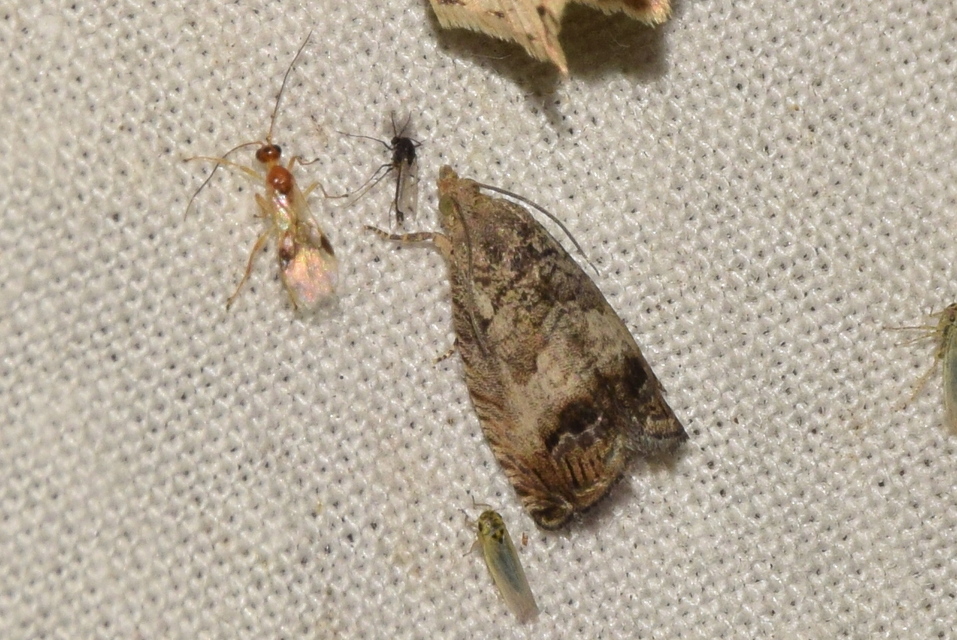 Cydia splendana - tölgymakkmoly