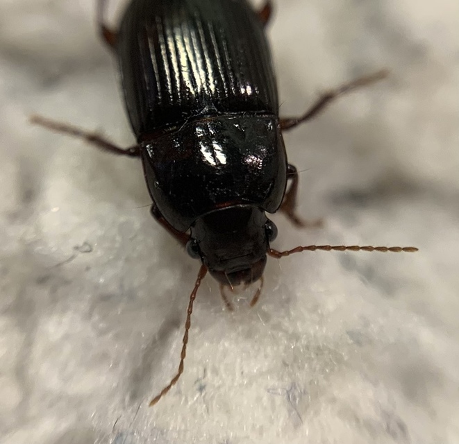 Amara consularis - szélesnyakú közfutó Amara consularis - szélesnyakú közfutó