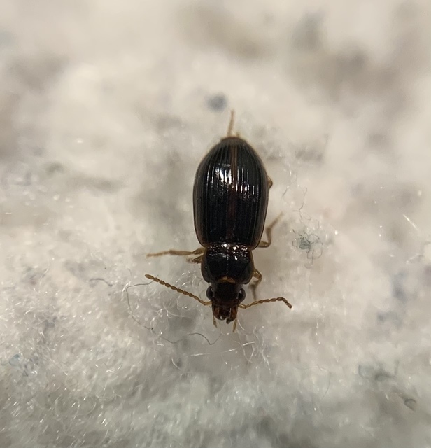 Bradycellus csikii - Csiki-rétfutonc