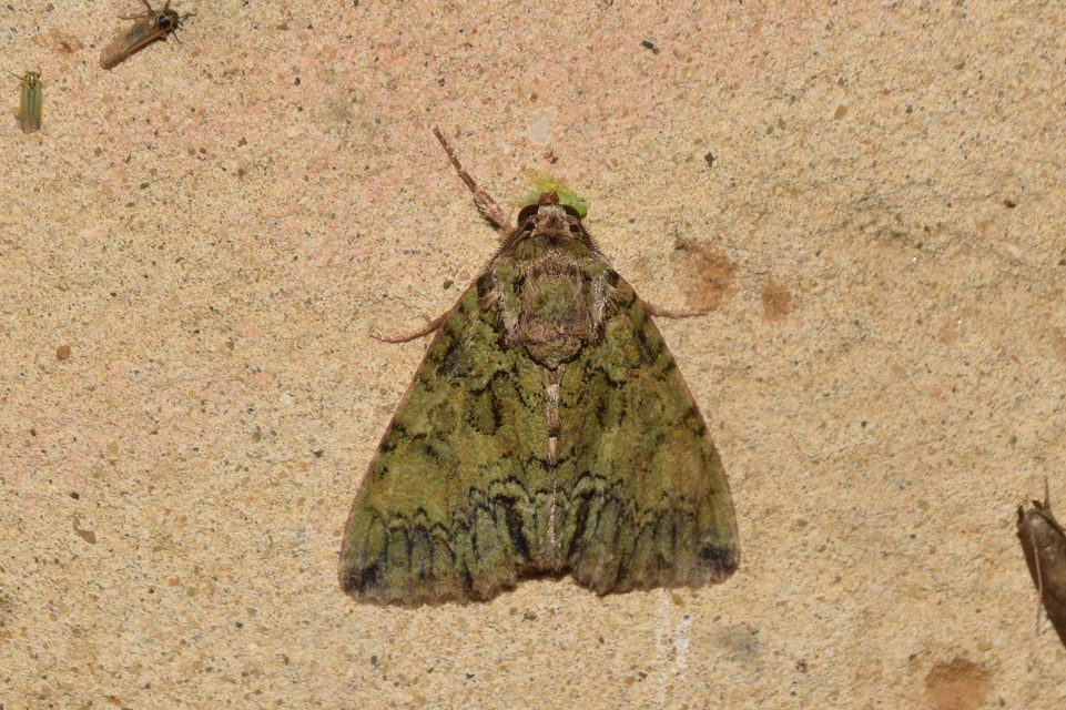 Polyphaenis sericata - selyemfényű erdeibagoly