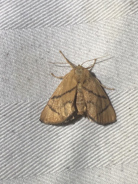 Apoda limacodes - kagylólepke