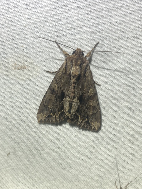 Apamea monoglypha - nagy dudvabagoly