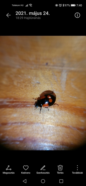 Adalia bipunctata - kétpettyes katica