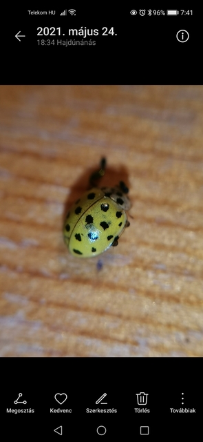 Psyllobora vigintiduopunctata - huszonkétpettyes katica