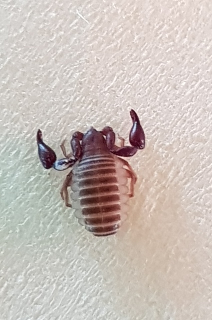 Pseudoscorpionida - Álskorpiók