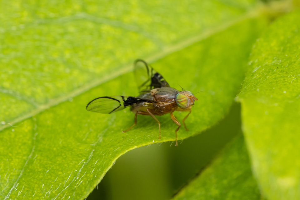 Anomoia purmunda