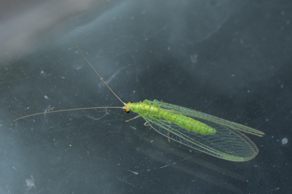 Chrysopidae - zöldfátyolkák