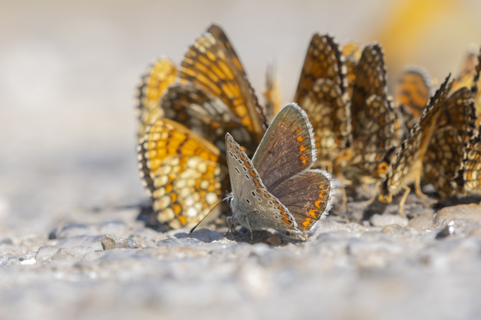 Aricia artaxerxes issekutzi - bükki szerecsenboglárka
