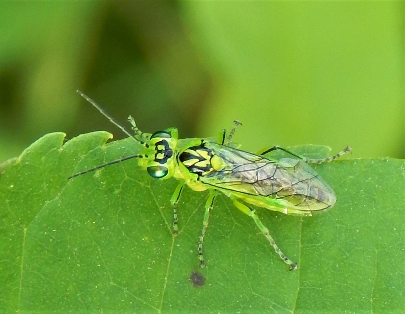 Rhogogaster chlorosoma - aranyszemű ékesdarázs