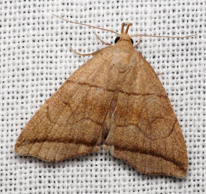 Herminia grisealis - ligeti karcsúbagoly