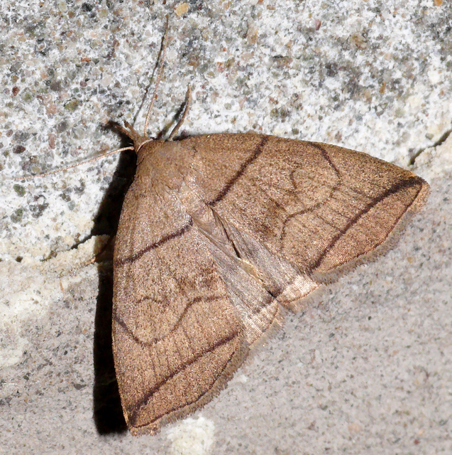 Herminia grisealis - ligeti karcsúbagoly