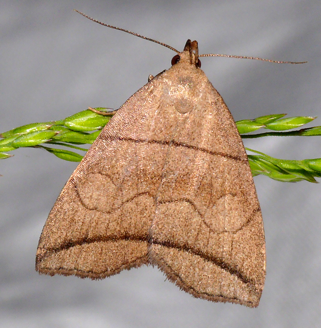 Herminia grisealis - ligeti karcsúbagoly