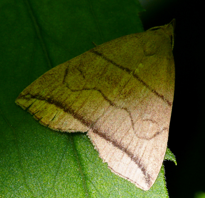 Herminia grisealis - ligeti karcsúbagoly