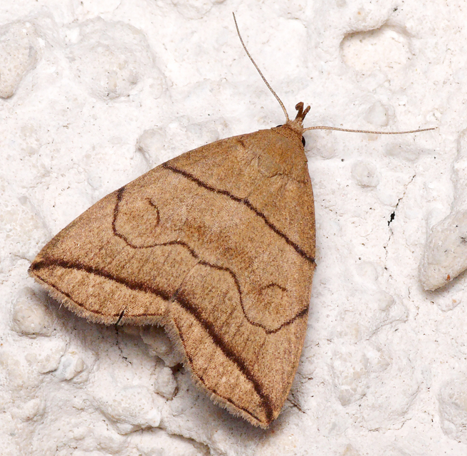 Herminia grisealis - ligeti karcsúbagoly