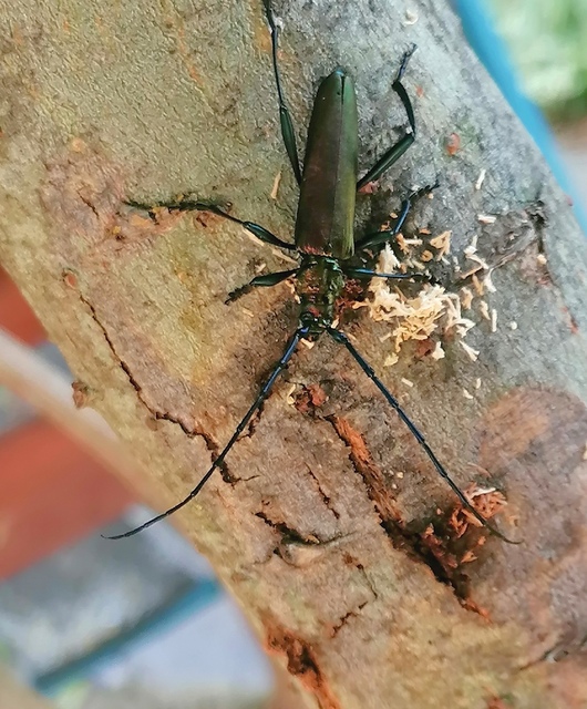 Aromia moschata - pézsmacincér