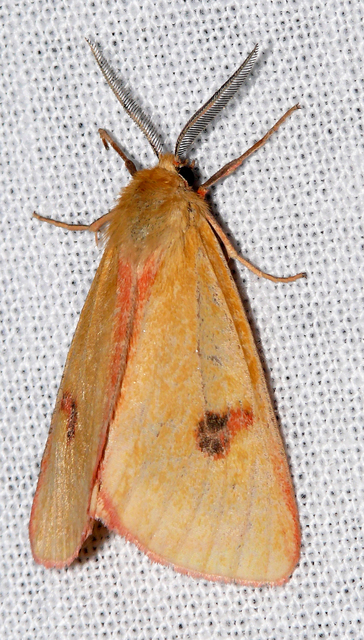 Diacrisia sannio - vörösszélű medvelepke