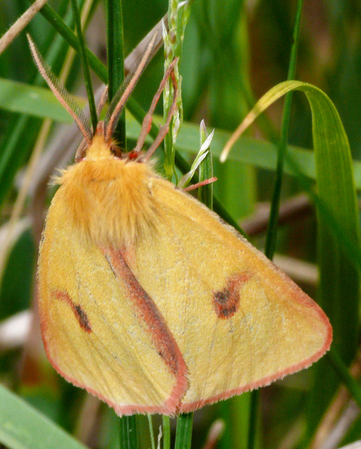 Diacrisia sannio - vörösszélű medvelepke