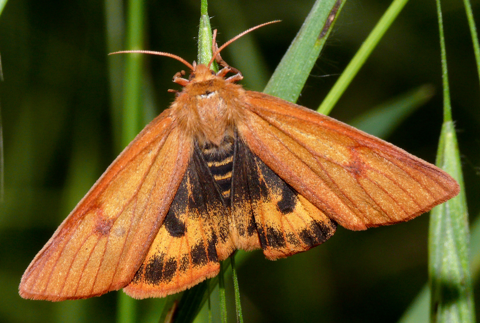 Diacrisia sannio - vörösszélű medvelepke