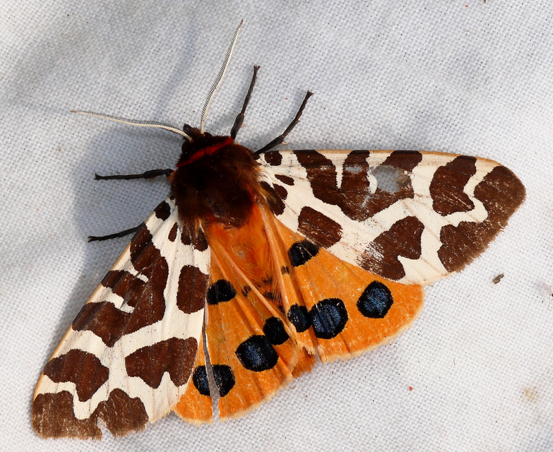 Arctia caja - közönséges medvelepke