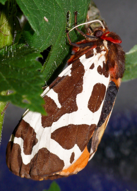 Arctia caja - közönséges medvelepke