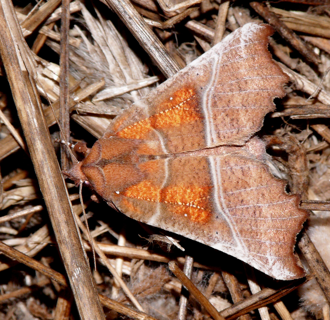Scoliopteryx libatrix - vörös csipkésbagoly