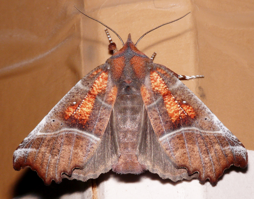 Scoliopteryx libatrix - vörös csipkésbagoly