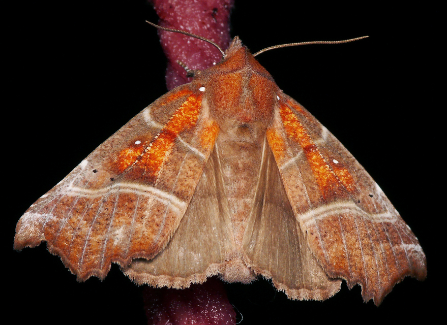 Scoliopteryx libatrix - vörös csipkésbagoly