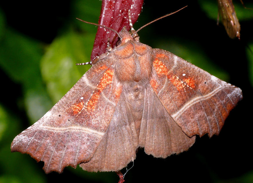 Scoliopteryx libatrix - vörös csipkésbagoly
