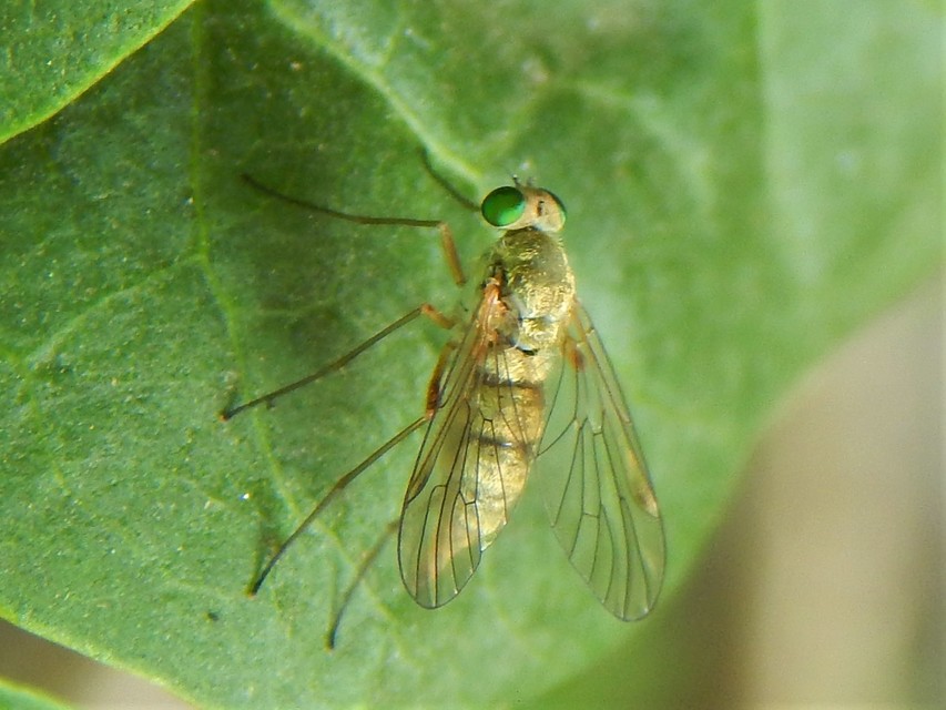Chrysopilus asiliformis