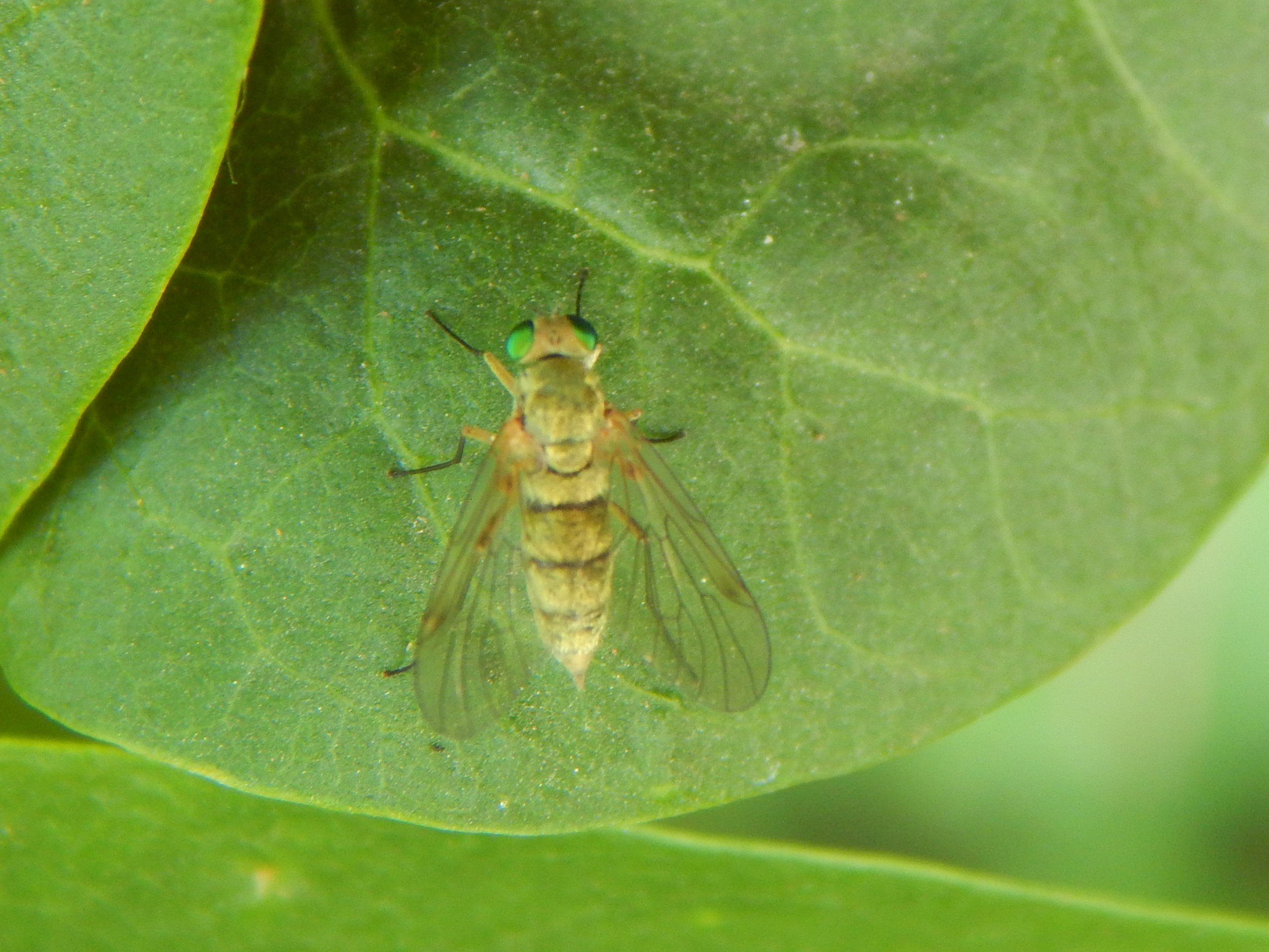 Chrysopilus asiliformis