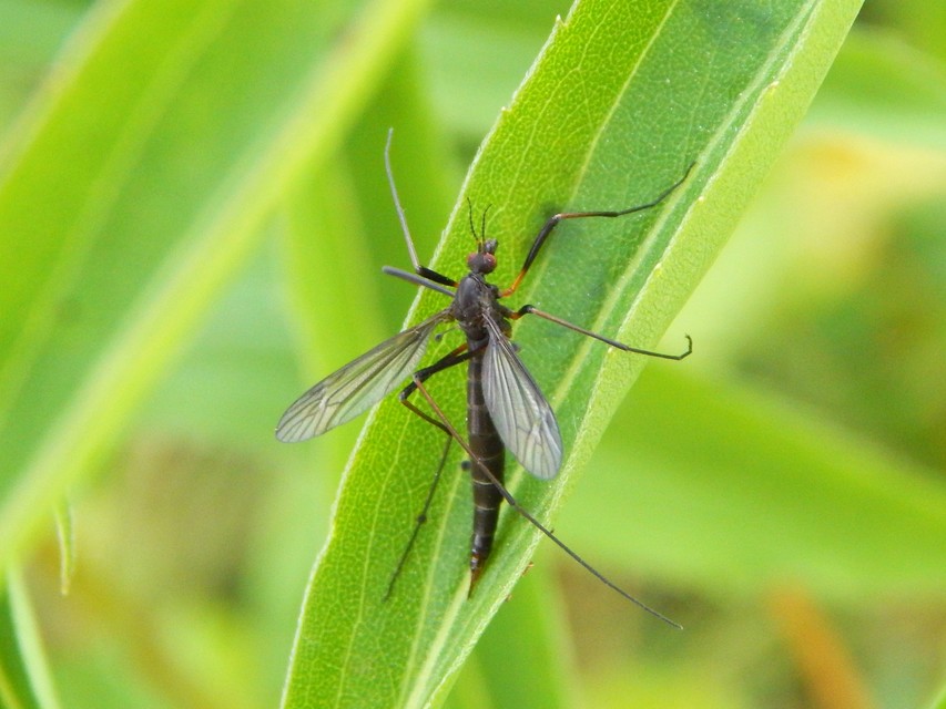 Nigrotipula nigra