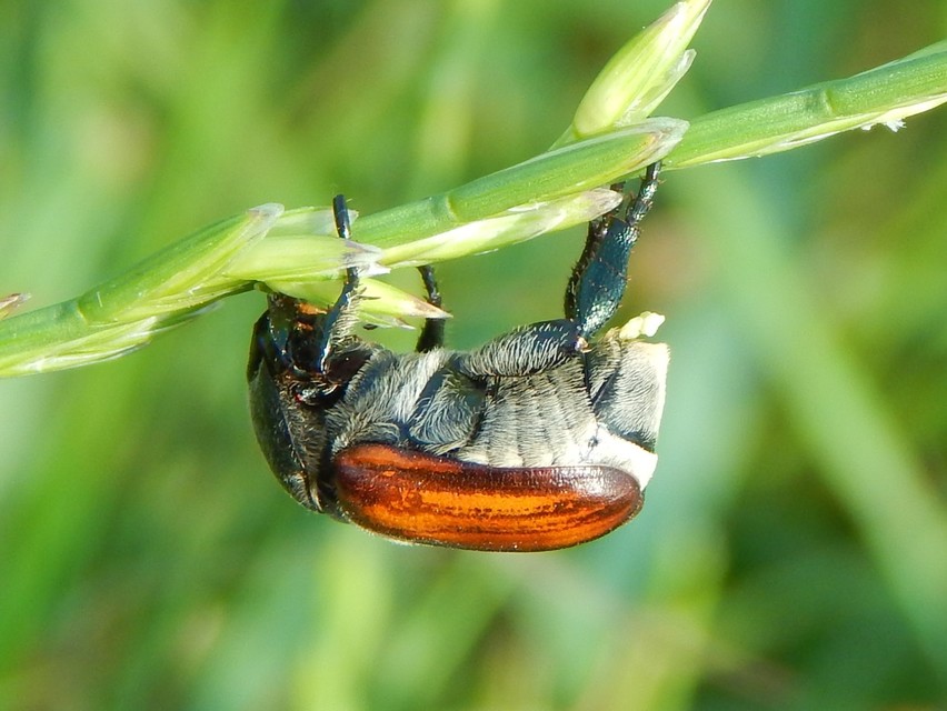 Anisoplia tempestiva - gabonaszipoly