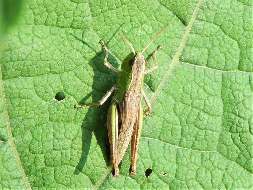Pseudochorthippus parallelus - közönséges rétisáska