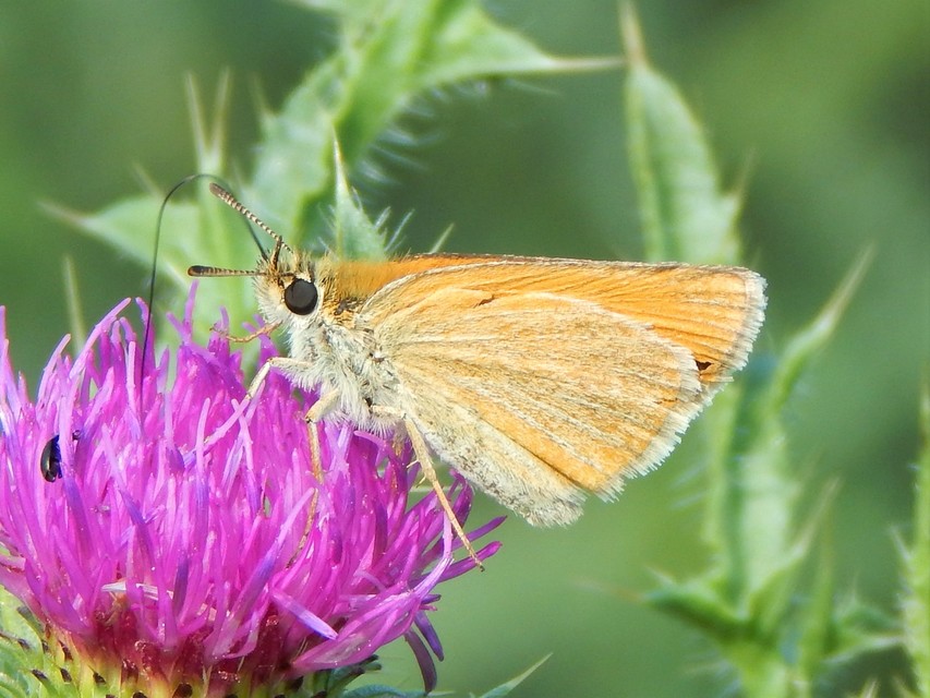 Thymelicus lineola - vonalas busalepke