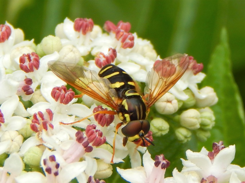 Chrysotoxum Chrysotoxum